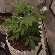 Honey Peach - Sweet CBD