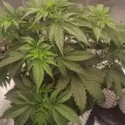 Lemon Cherry Cookies - FastBuds autumn