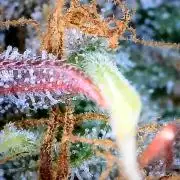 Break-up Cake AUTO 2x - beginner grow