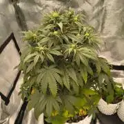 Lemon Cherry Cookies - FastBuds autumn