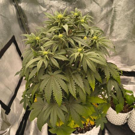 Lemon Cherry Cookies - FastBuds autumn