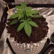 Lemon Cherry Cookies - FastBuds autumn