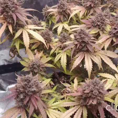 Break-up Cake AUTO 2x - beginner grow