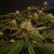 Break-up Cake AUTO 2x - beginner grow