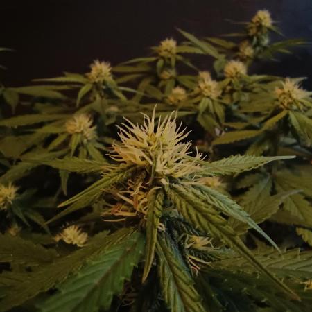 Break-up Cake AUTO 2x - beginner grow