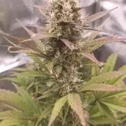 Banana Purple Punch - FastBuds autumn