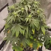 Lemon Cherry Cookies - FastBuds autumn