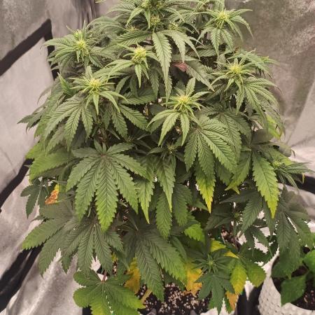 Lemon Cherry Cookies - FastBuds autumn