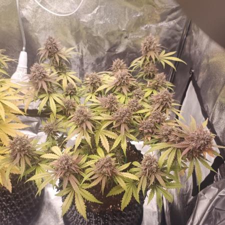 Break-up Cake AUTO 2x - beginner grow