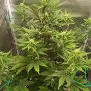 Banana Purple Punch - FastBuds autumn