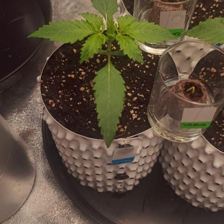 Lemon Cherry Cookies - FastBuds autumn