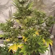 Honey Peach - Sweet CBD