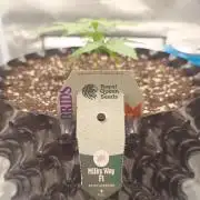 Milky Way F1