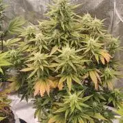 Lemon Cherry Cookies - FastBuds autumn