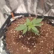 Break-up Cake AUTO 2x - beginner grow