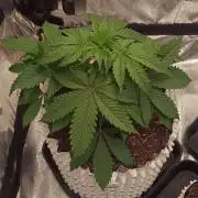 Lemon Cherry Cookies - FastBuds autumn
