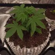 Banana Purple Punch - FastBuds autumn