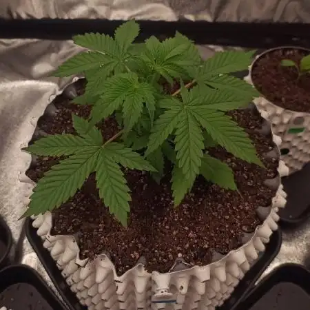Banana Purple Punch - FastBuds autumn