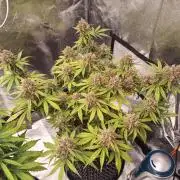 Break-up Cake AUTO 2x - beginner grow