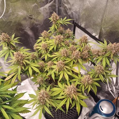 Break-up Cake AUTO 2x - beginner grow