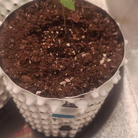 Honey Peach - Sweet CBD