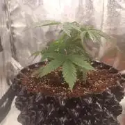 Break-up Cake AUTO 2x - beginner grow