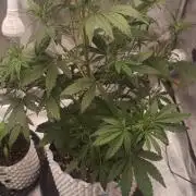 Honey Peach - Sweet CBD