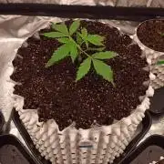 Banana Purple Punch - FastBuds autumn