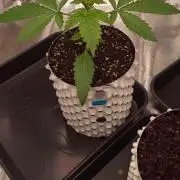 Lemon Cherry Cookies - FastBuds autumn