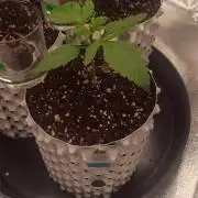 Honey Peach - Sweet CBD