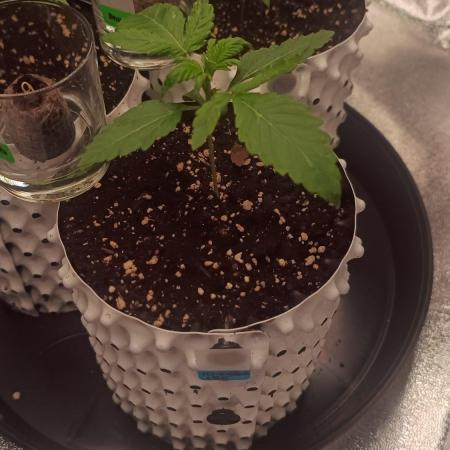 Honey Peach - Sweet CBD