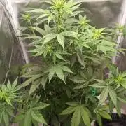 Banana Purple Punch - FastBuds autumn