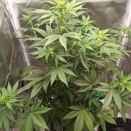 Banana Purple Punch - FastBuds autumn