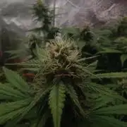 Break-up Cake AUTO 2x - beginner grow