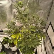 Honey Peach - Sweet CBD