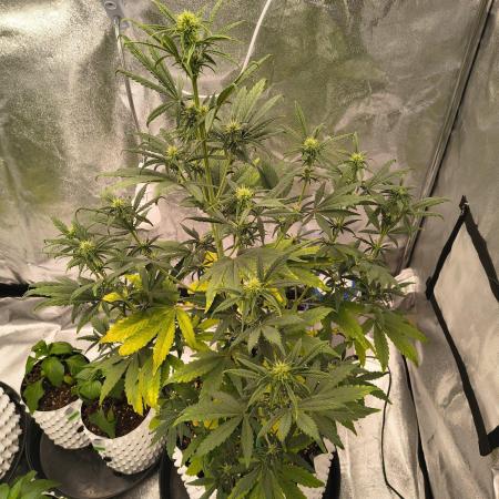 Honey Peach - Sweet CBD