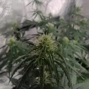 Break-up Cake AUTO 2x - beginner grow