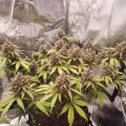 Break-up Cake AUTO 2x - beginner grow