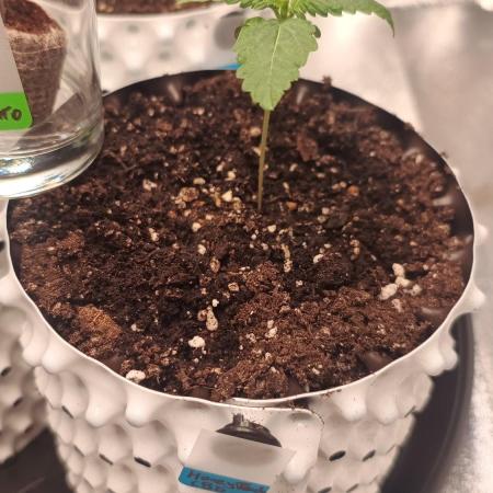 Honey Peach - Sweet CBD
