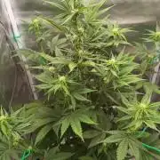 Banana Purple Punch - FastBuds autumn