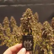 Break-up Cake AUTO 2x - beginner grow