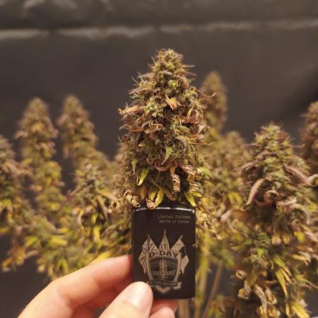 Break-up Cake AUTO 2x - beginner grow