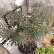 Break-up Cake AUTO 2x - beginner grow