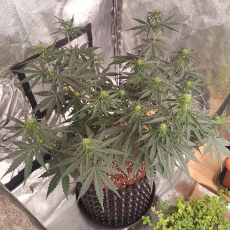 Break-up Cake AUTO 2x - beginner grow