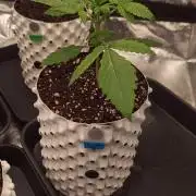 Honey Peach - Sweet CBD