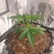 Break-up Cake AUTO 2x - beginner grow