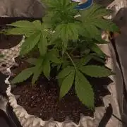 Honey Peach - Sweet CBD