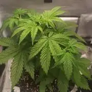 Banana Purple Punch - FastBuds autumn
