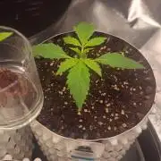 Banana Purple Punch - FastBuds autumn