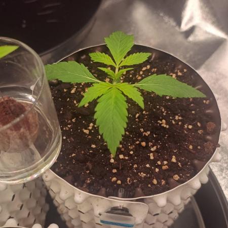 Banana Purple Punch - FastBuds autumn